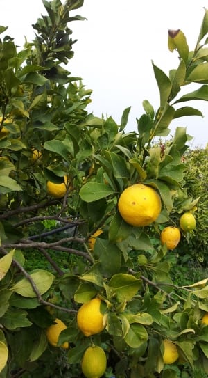 yellow lemon fruit thumbnail