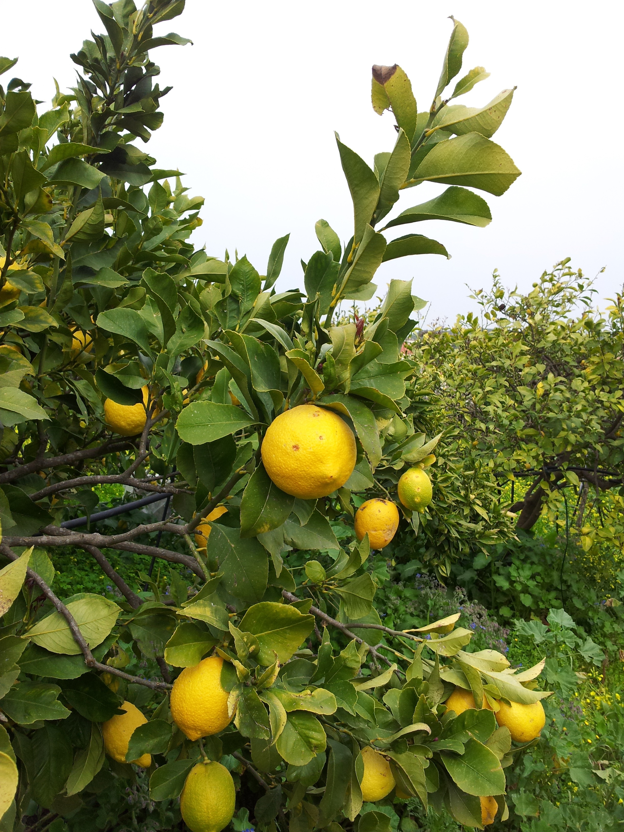 yellow lemon fruit
