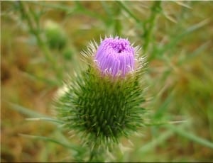 purple and green flower thumbnail