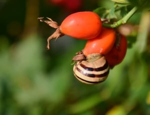 red tomato and brown and black snail thumbnail
