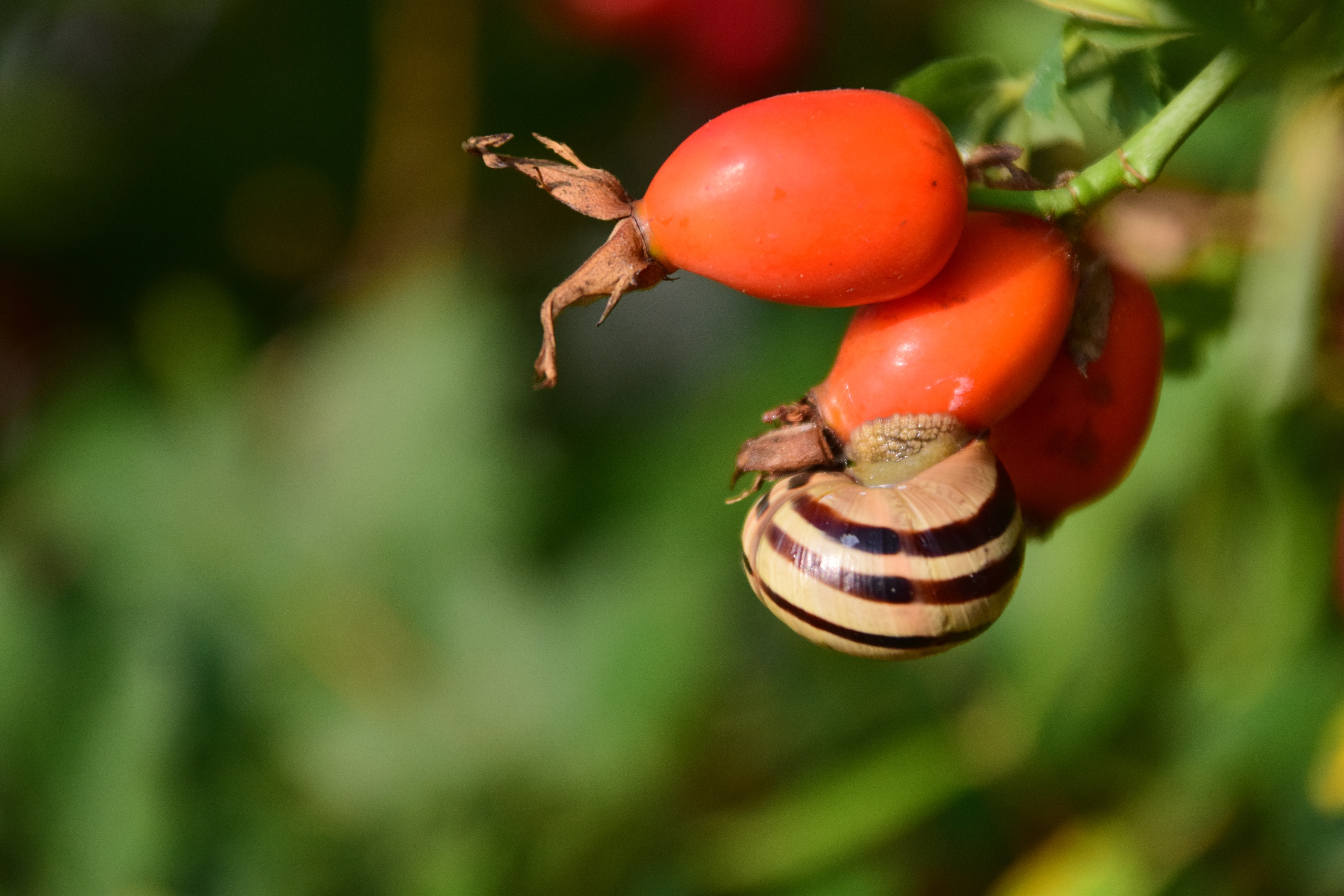 red tomato and brown and black snail