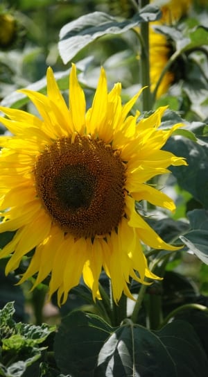 yellow and brown sunflower thumbnail