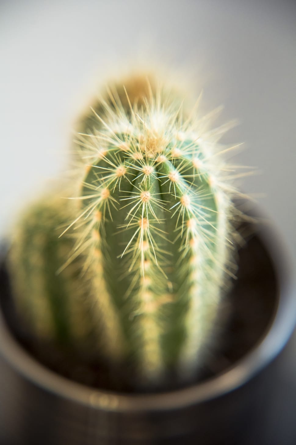 green and beige cactus preview