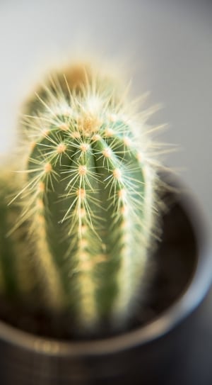 green and beige cactus thumbnail