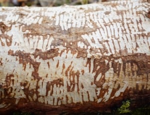brown and white wood thumbnail
