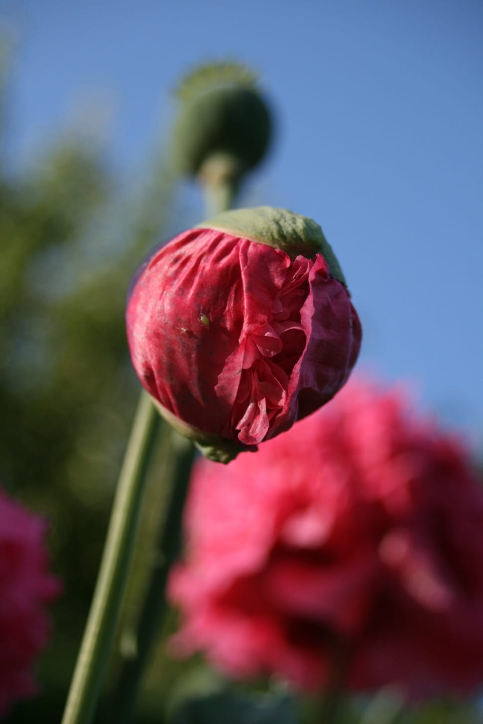 red poppy bud preview