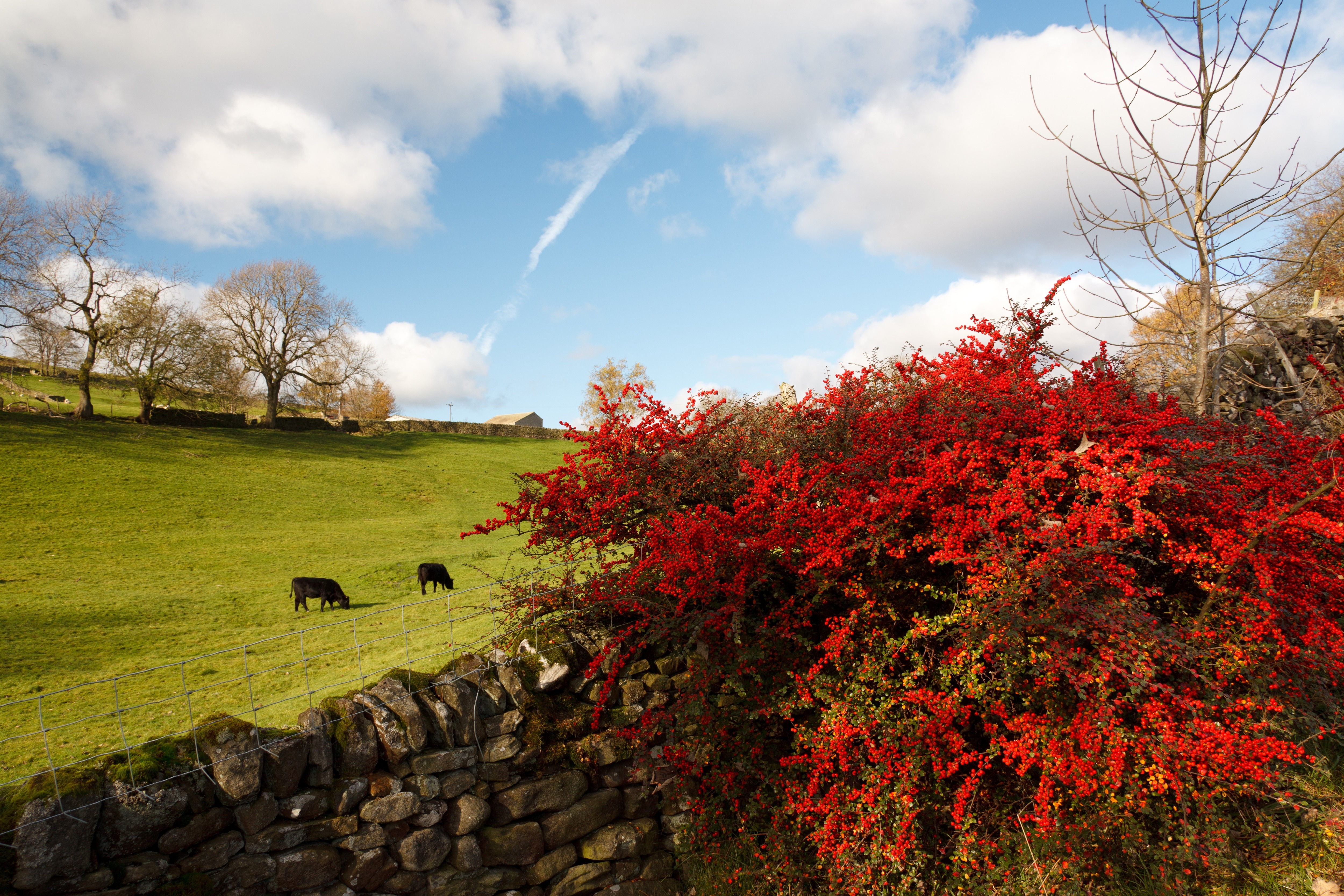 red flowering plant and green fields