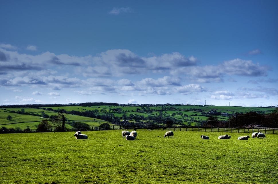 sheep on green grass field during daytime photo preview