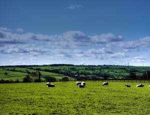 sheep on green grass field during daytime photo thumbnail