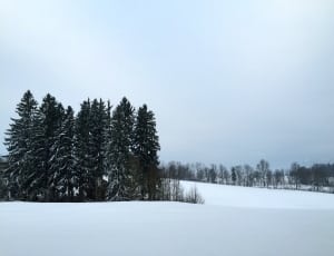 green trees and snow thumbnail