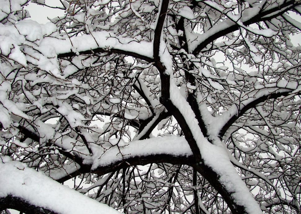 tree with snow preview