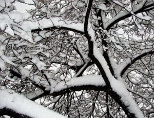 tree with snow thumbnail