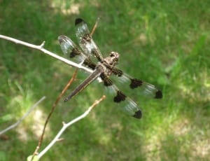 black and white dragonfly thumbnail