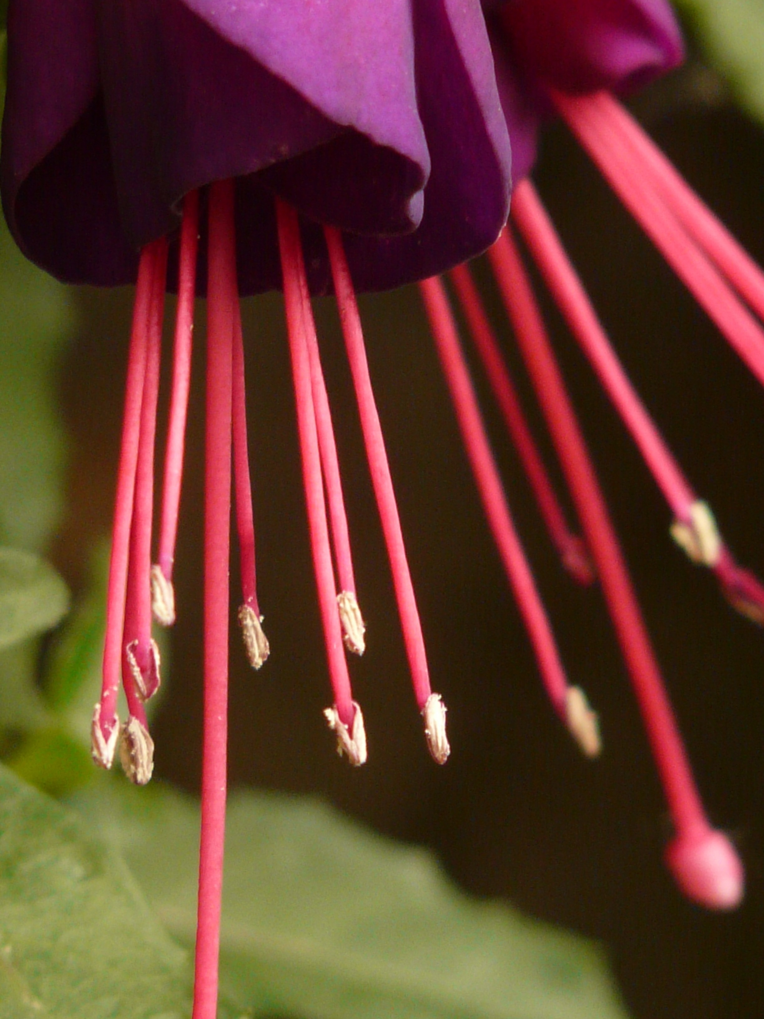 purple petaled flower in focus photography