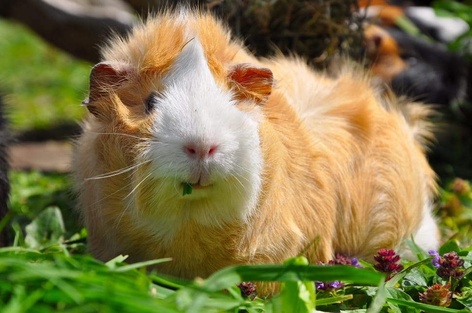 brown and white guinea pig preview
