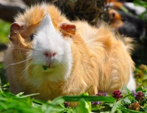 brown and white guinea pig thumbnail