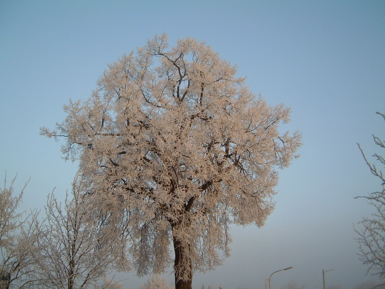 white leaved tree