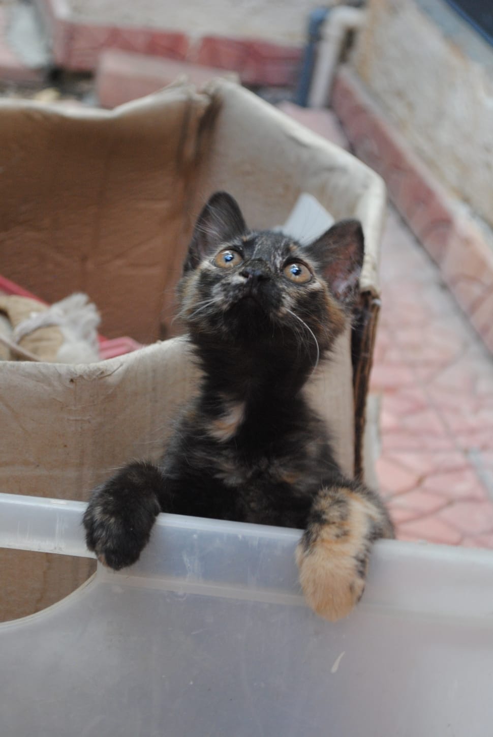 tortoiseshell kitten preview