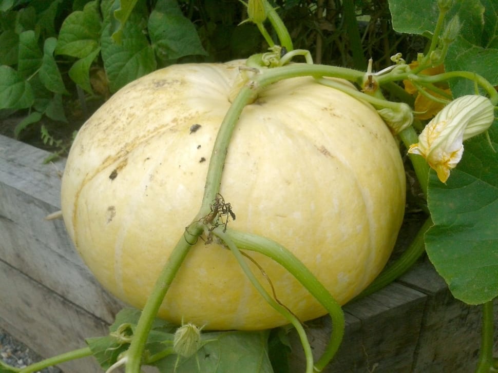 yellow squash preview