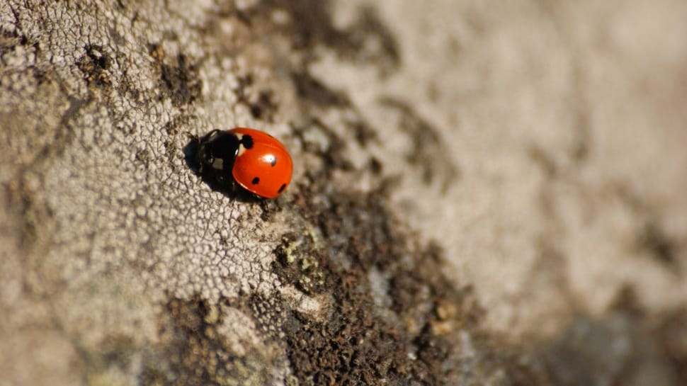 lady bug insect preview
