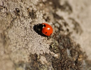 lady bug insect thumbnail