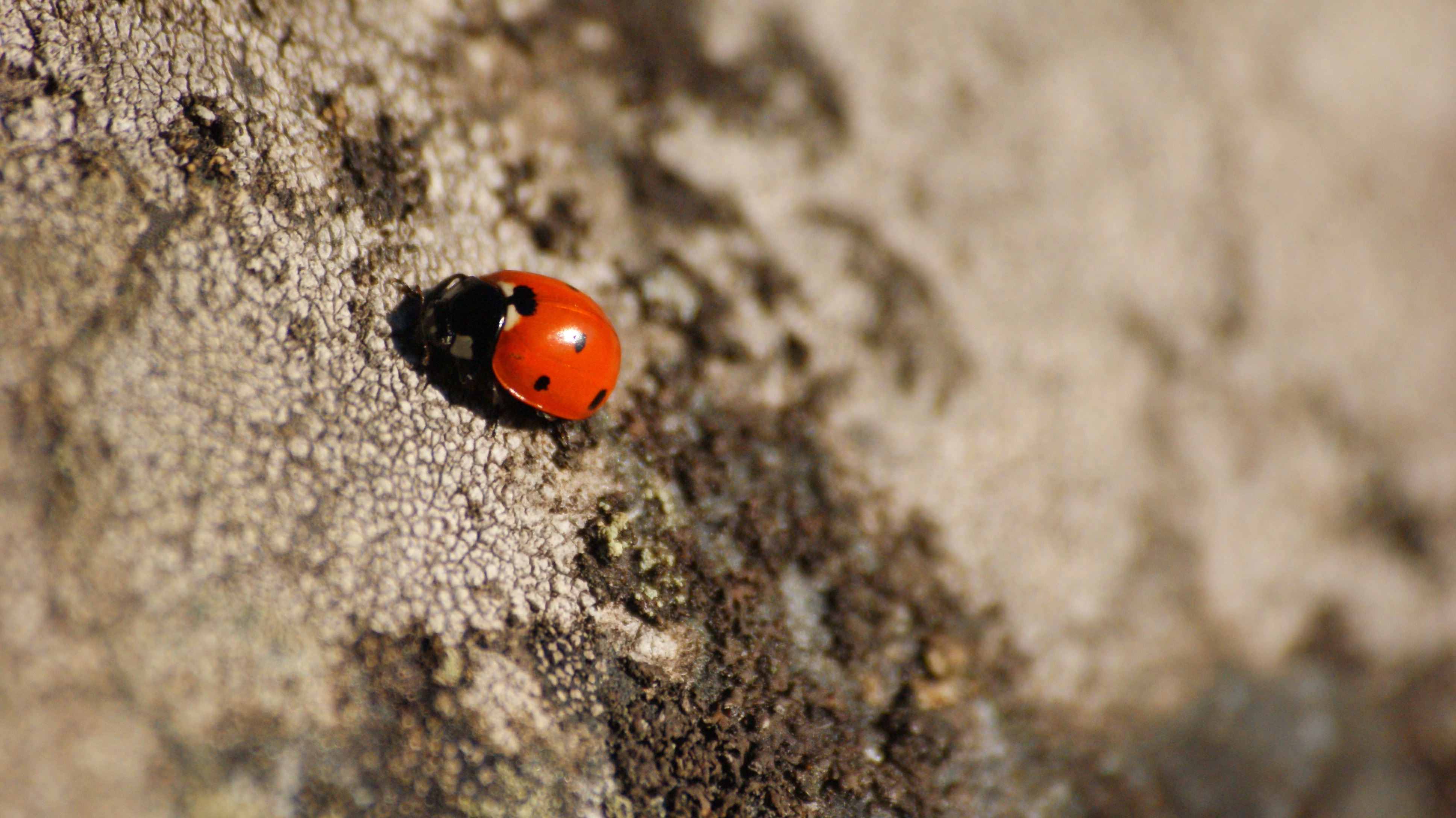 lady bug insect