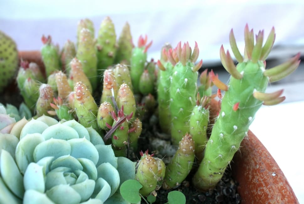 too close photo of green succulent potted plant preview
