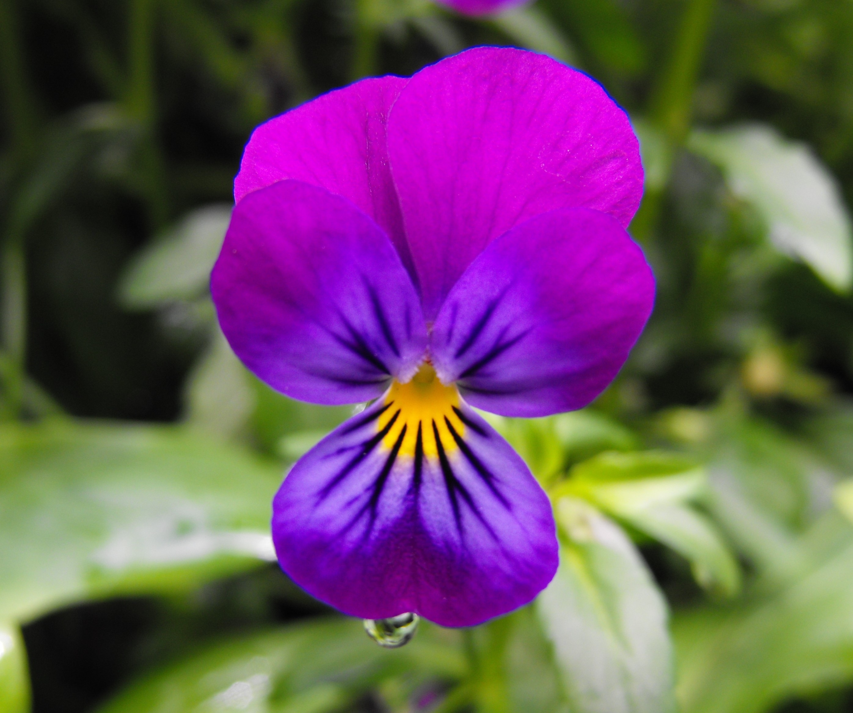 purple and pink petaled flower