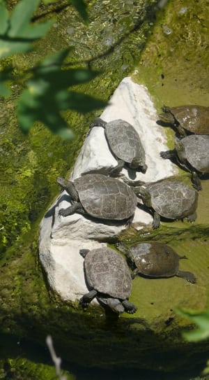 seven gray turtles on body of water during daytime thumbnail