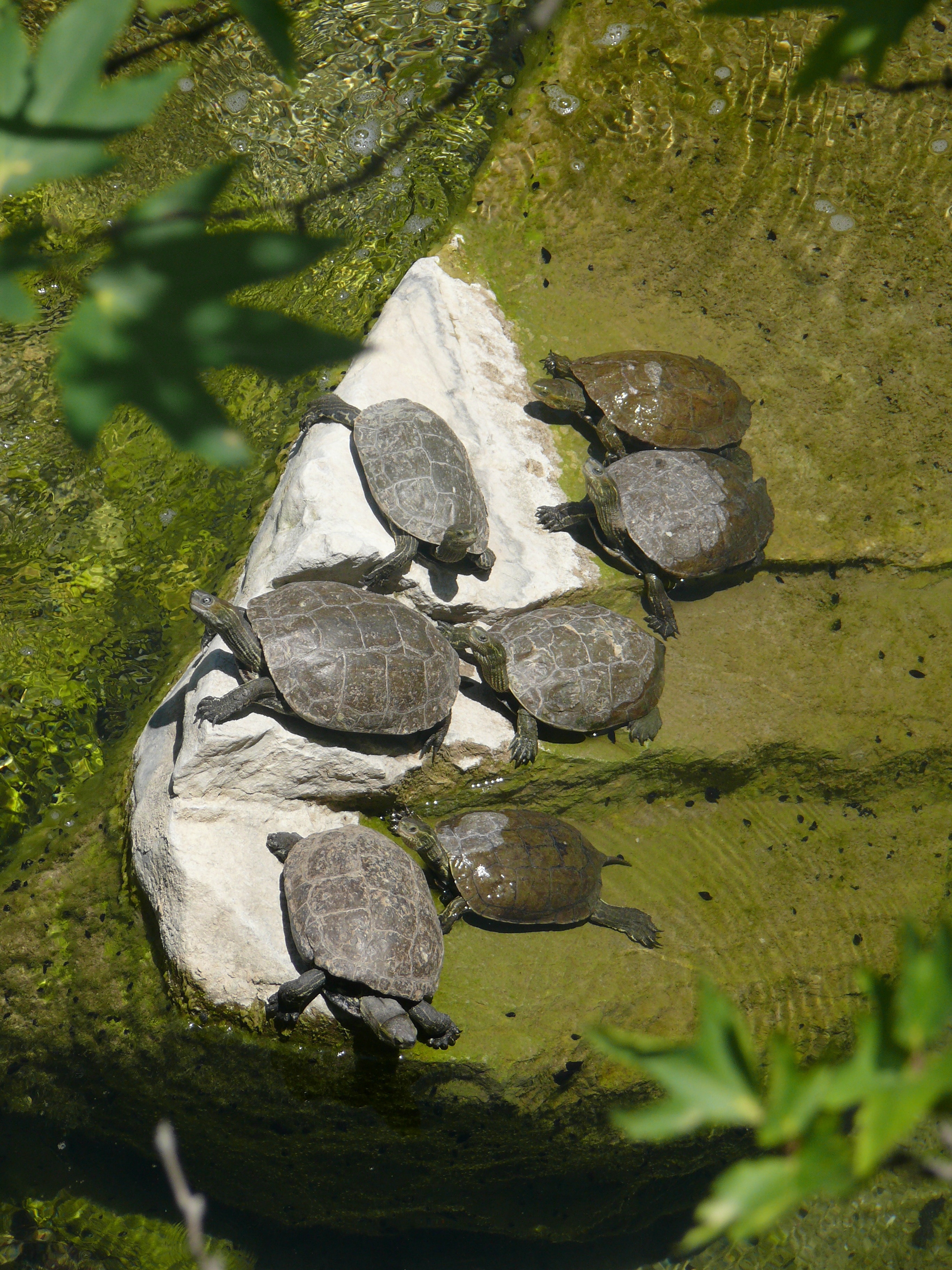 seven gray turtles on body of water during daytime