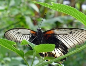 black and gray butterfly thumbnail