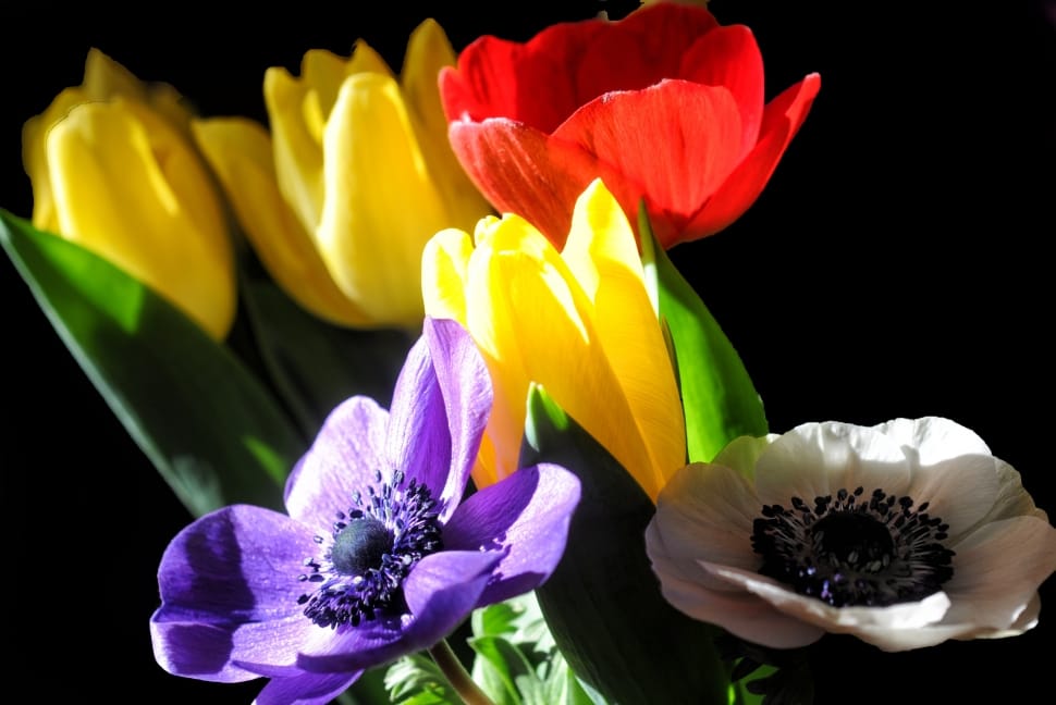 yellow red and purple tulips preview