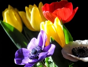 yellow red and purple tulips thumbnail