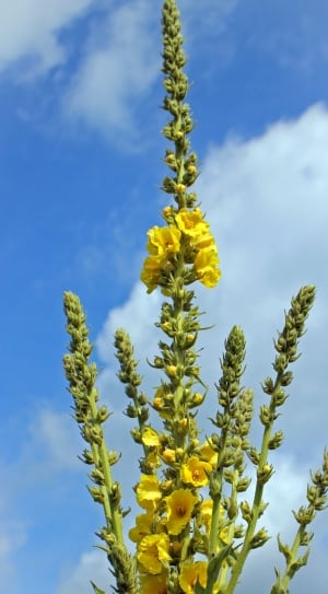 green leaf plant and yellow petaled flowers thumbnail