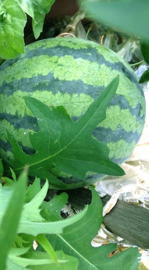 green watermelon thumbnail