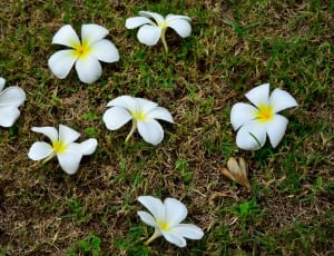 white flowers with yellow center thumbnail