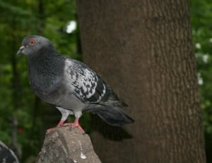 grey and black pigeon thumbnail