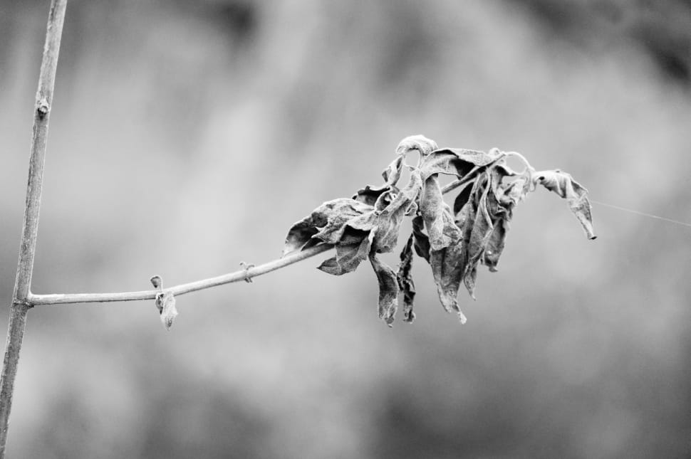 greyscale photo of a leaf preview