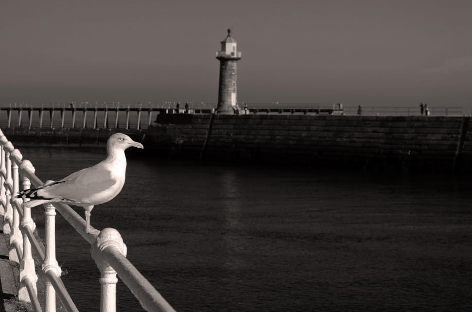 light house and white and bird preview