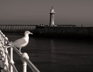 light house and white and bird thumbnail
