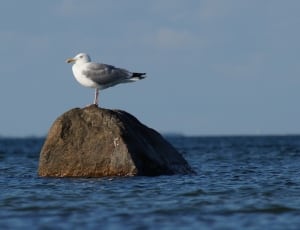 white and gray seagull thumbnail