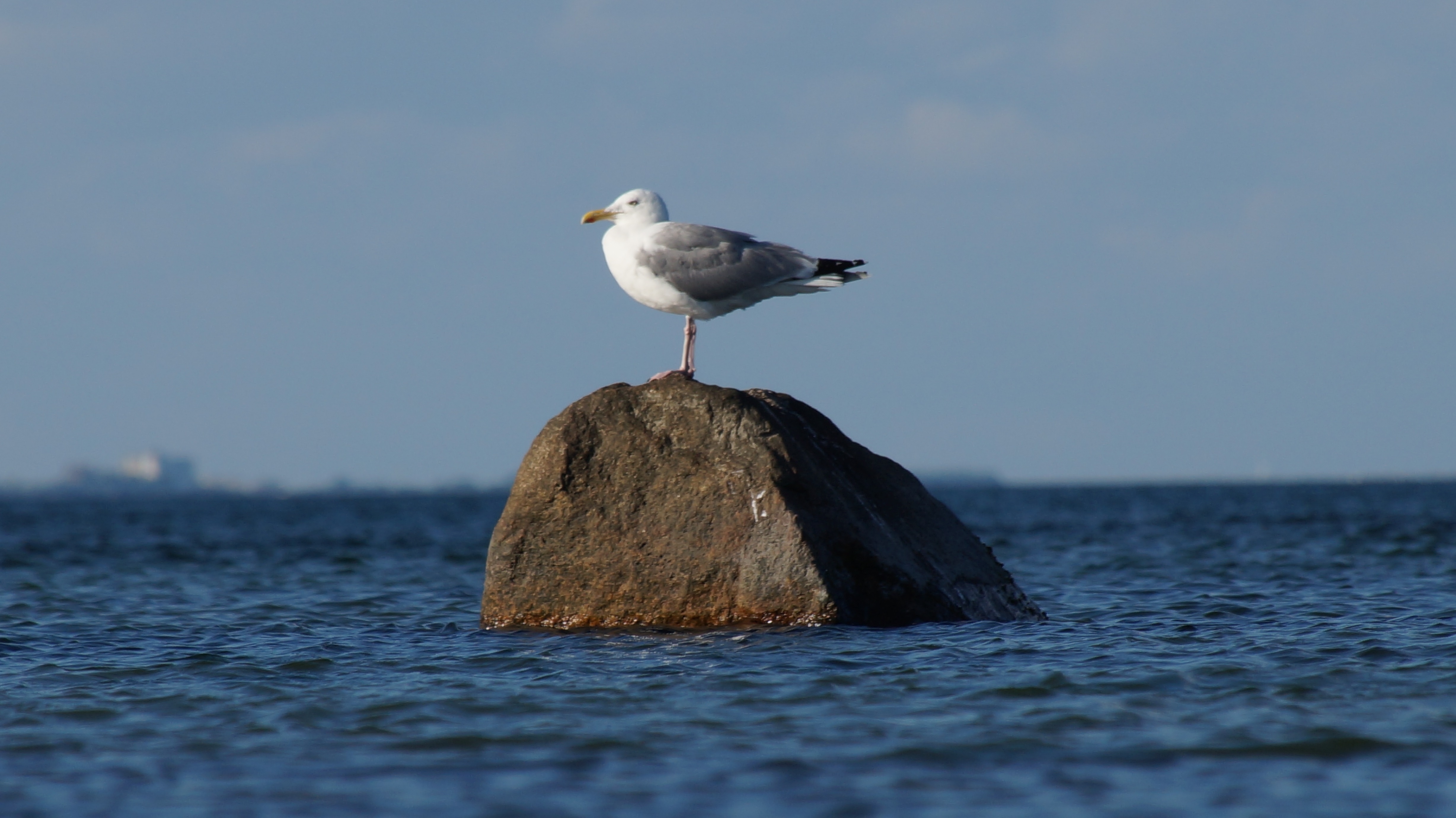 white and gray seagull