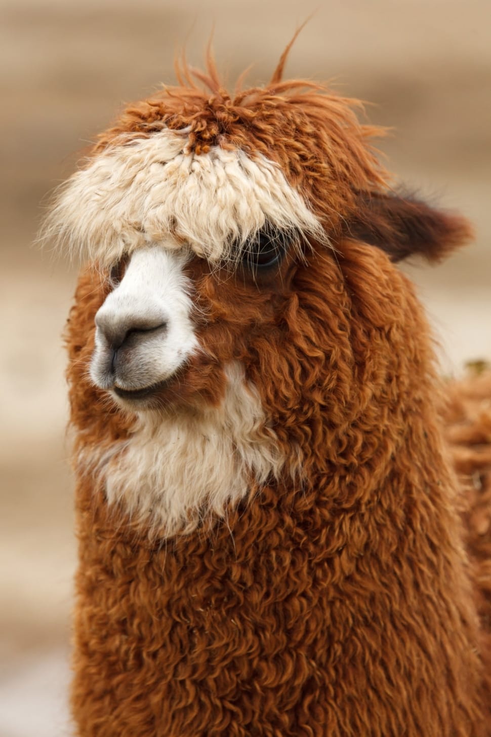 brown and white llama preview