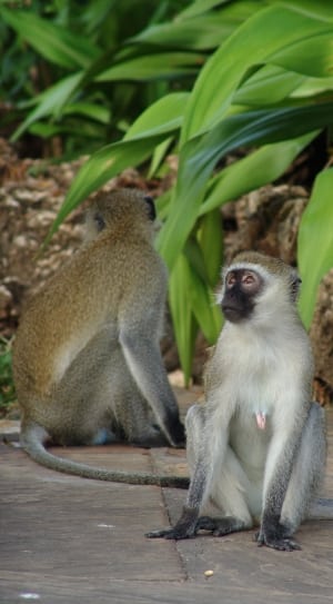 2 brown and gray monkeys thumbnail
