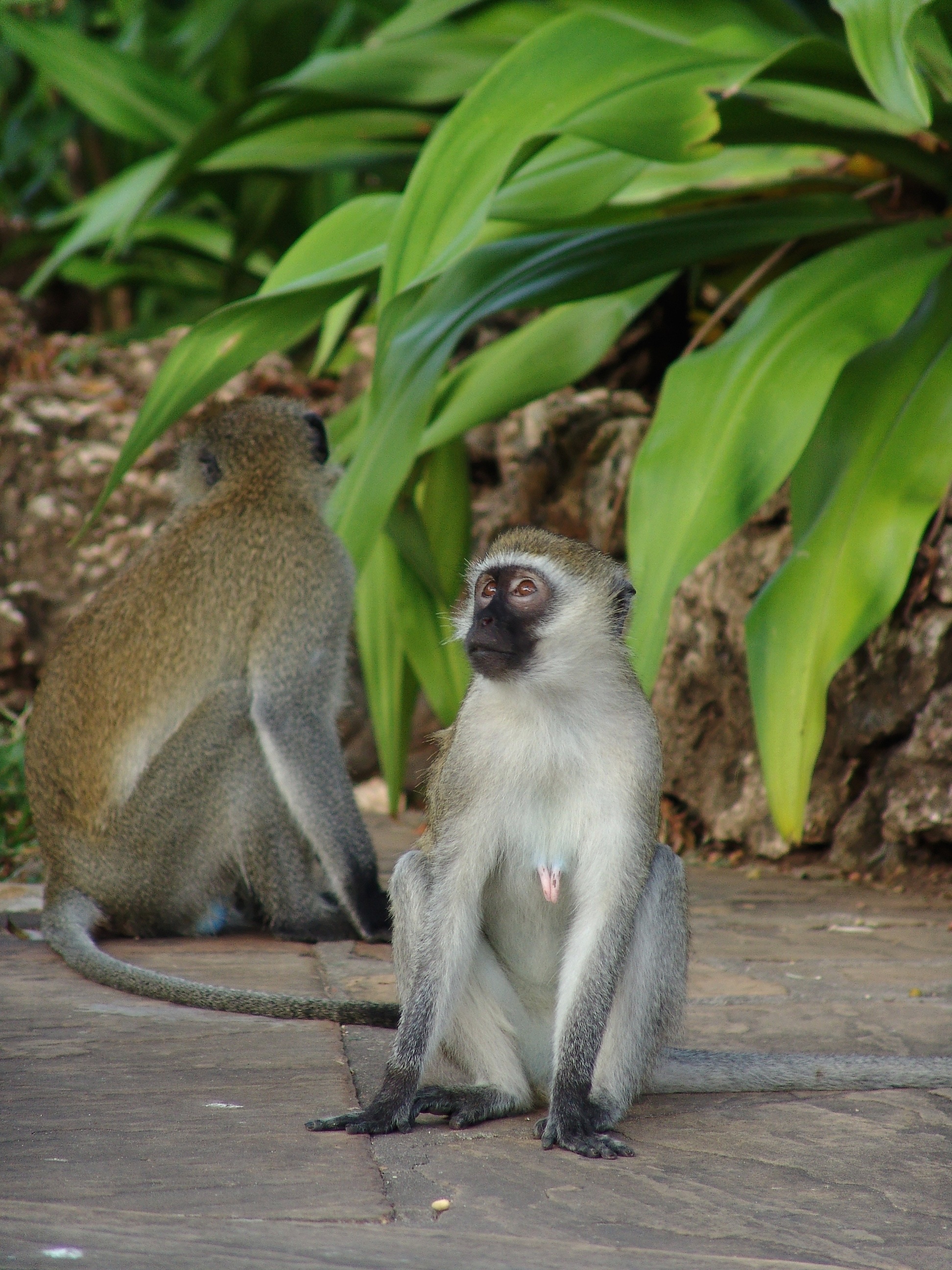 2 brown and gray monkeys