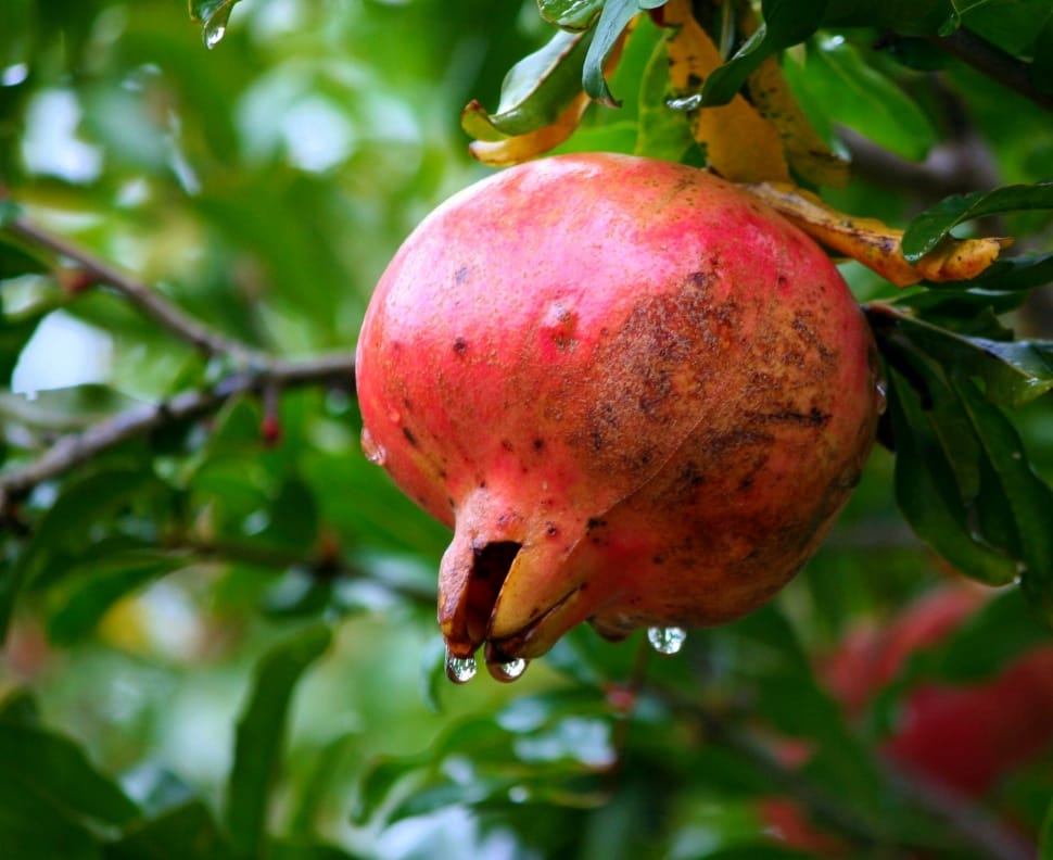 pomegranate fruit preview