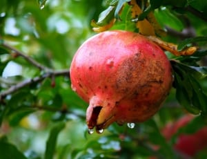 pomegranate fruit thumbnail