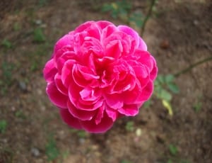 pink rose in close up photography thumbnail
