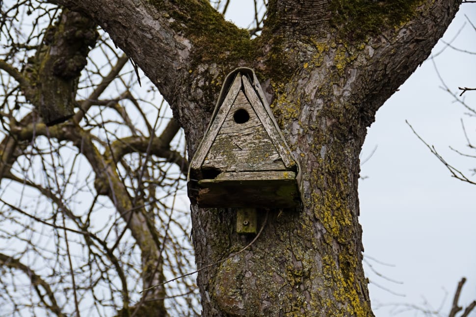 brown wooden bird houses preview