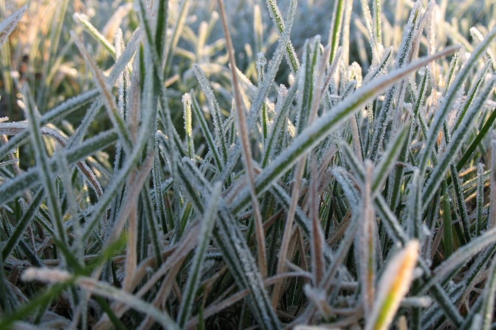 closeup photo of grasses preview